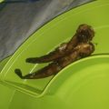 Cooksnap dari Warrdah Nur Aulia untuk resep Lele Goreng