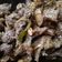 Cooksnap dari Kizha Diny Atikah untuk resep Bistik daging sapi (simpel dan mudah)