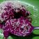 Cooksnap dari Yean Ratna untuk resep Icecream buah naga