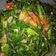 Cooksnap dari Tri Indriyani untuk resep Cah Kangkung Ala Resto