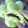 Cooksnap dari Renno Rahma untuk resep Bakpao pandan empuk