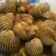 Cooksnap dari Nqtha meyland untuk resep Kerang Dara Saus Padang