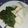 Wambui's cooksnap of when they made Fried Sukuma wiki.