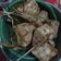 Cooksnap dari Amora Yaiza untuk resep Ketupat Triple 30