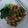 Cooksnap dari ester Liya untuk resep Topping Mie Ayam Jamur