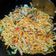 Cooksnap dari Put Jie untuk resep Mie goreng Jawa pedas, nagih banget.