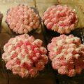 El cooksnap de vania solis cuando hizo Cupcakes de Vainilla🧁.