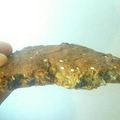 El cooksnap de Josemi CilantroYHierbabuena cuando hizo Galletones con avena, pistachos y miel.