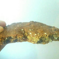 El cooksnap de Josemi CilantroYHierbabuena cuando hizo Galletones con avena, pistachos y miel.