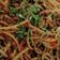 Mahi Tak का कुकस्नैप जब उन्होंने हक्का वेज नूडल्स(hakka veg noodles recipe in hindi) बनाया था।