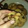 Cooksnap dari Ummu Faqih untuk resep Cookies kurma