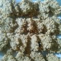 Cooksnap dari siti aisyah untuk resep Oat crispy cookies (original, keju, chocochips, kismis, coffe)