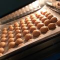 Cooksnap dari Dian Mariasari untuk resep (2.29) Kukis Jahe (Gingerbread Cookies)