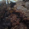 Cooksnap dari Nuke Erawati untuk resep Rendang Daging Sapi (tanpa kelapa sangrai)