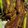 Mrinalini Saha's cooksnap of when they made মশলা দিয়ে বেগুন ভাজা (Masala Brinjal Fry recipe in Bengali).