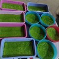 Cooksnap dari pro gamer untuk resep Srikaya Palembang