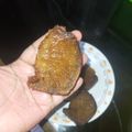 Cooksnap dari Ecca Kia untuk resep Bolu sarang semut