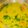 Rupsa Biswas's cooksnap of when they made মুসুর ডাল দিয়ে পাট শাক (Musur dal diye pat shaak recipe in Bengali).