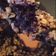 Cooksnap de Bertilia Pinheiro quando cozinhou Crumble de Pera e Mirtilos.