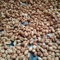 Cooksnap dari Yayang Fauziah untuk resep 💢Simple Kacang Bawang Oven 💢#SelasaBisa