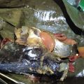 Cooksnap dari rizky pancarwati untuk resep Pais patin/pepes patin (kalimantan)