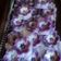 Cooksnap dari Emmy AZ untuk resep Lapis bunga Sakura (snack box dan kue nampan)