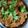 Ramya Selvaraj's cooksnap of when they made மட்டன் மசாலா (Mutton masala recipe in tamil).