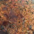 Helen U's cooksnap of when they made Ofada Sauce.