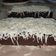 Cooksnap dari Desy Fanggidae untuk resep Brownies