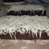 Cooksnap dari Desy Fanggidae untuk resep Brownies