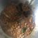 Cooksnap dari neldya untuk resep Sotong a.k.a. Cumi tumis pedas
