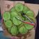 Cooksnap dari Eko Yulianto untuk resep Kue cucur bersarang