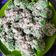 Cooksnap Nor Hana semasa beliau membuat Buah Melaka(R-184).