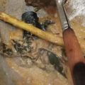 Cooksnap dari Ufuq Lamongan untuk resep Tongseng Hati Ampela Ayam
