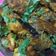 Harsha Ben Sureliya's cooksnap of when they made ભરેલા કારેલાનું શાક(bharela karela nu saak in Gujarati).