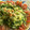 El cooksnap de Josemi CilantroYHierbabuena cuando hizo Pasta de calabacín al pesto (crudivegano).