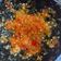 Cooksnap dari Nuryani Usdek untuk resep Sambal Korek Ala Bebek Goreng Haji Slamet
