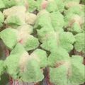Cooksnap dari Cleva Ghazala untuk resep Bolu Kukus Mekar