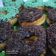 Cooksnap dari wilda aisyah untuk resep Donat Kentang, tabur gula palm