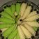Cooksnap dari mimin mimin untuk resep Semprit Susu Ulat