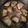 Cooksnap de Elise au pays des merveilles sur la recette Palette de porc fumée à la moutarde