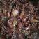 Cooksnap dari Chesa untuk resep Beef teriyaki ala hokben