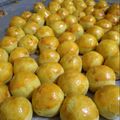 Cooksnap dari Linda Kurniasih untuk resep Nastar Keju Lumer