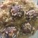 Rekha Pandey का कुकस्नैप जब उन्होंने मंचूरियन राइस(Manchurian rice recipe in hindi) बनाया था।
