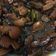 Cooksnap dari Elisabeth Duwiry untuk resep HamChoiKon Babi Kecap