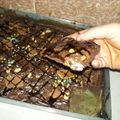 صورة من ٱنسة حكمت، شاركها بعد تجربة وصفة براونيز تستاهل فمكم