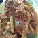 Cooksnap dari Rinda untuk resep Ayam Rica Rica