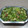El cooksnap de Lady Marmalade cuando hizo Ensalada lechuga 🥬 y manzana 🍏 verde.