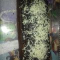 Cooksnap dari Sisilia Nita untuk resep Brownies cokolatos