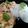รูป Cooksnap ของ Tone Ngaoket เมื่อเขาทำ อกไก่คั่วพริกสด